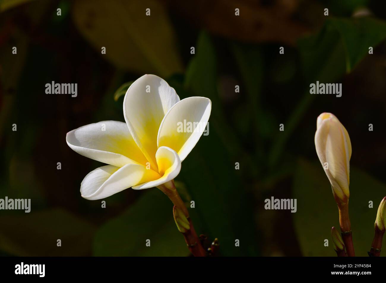 Delicati petali si dispiegano in un tranquillo giardino, catturando la luce del sole e invitando ammirazione in mezzo a una vegetazione lussureggiante. Foto Stock