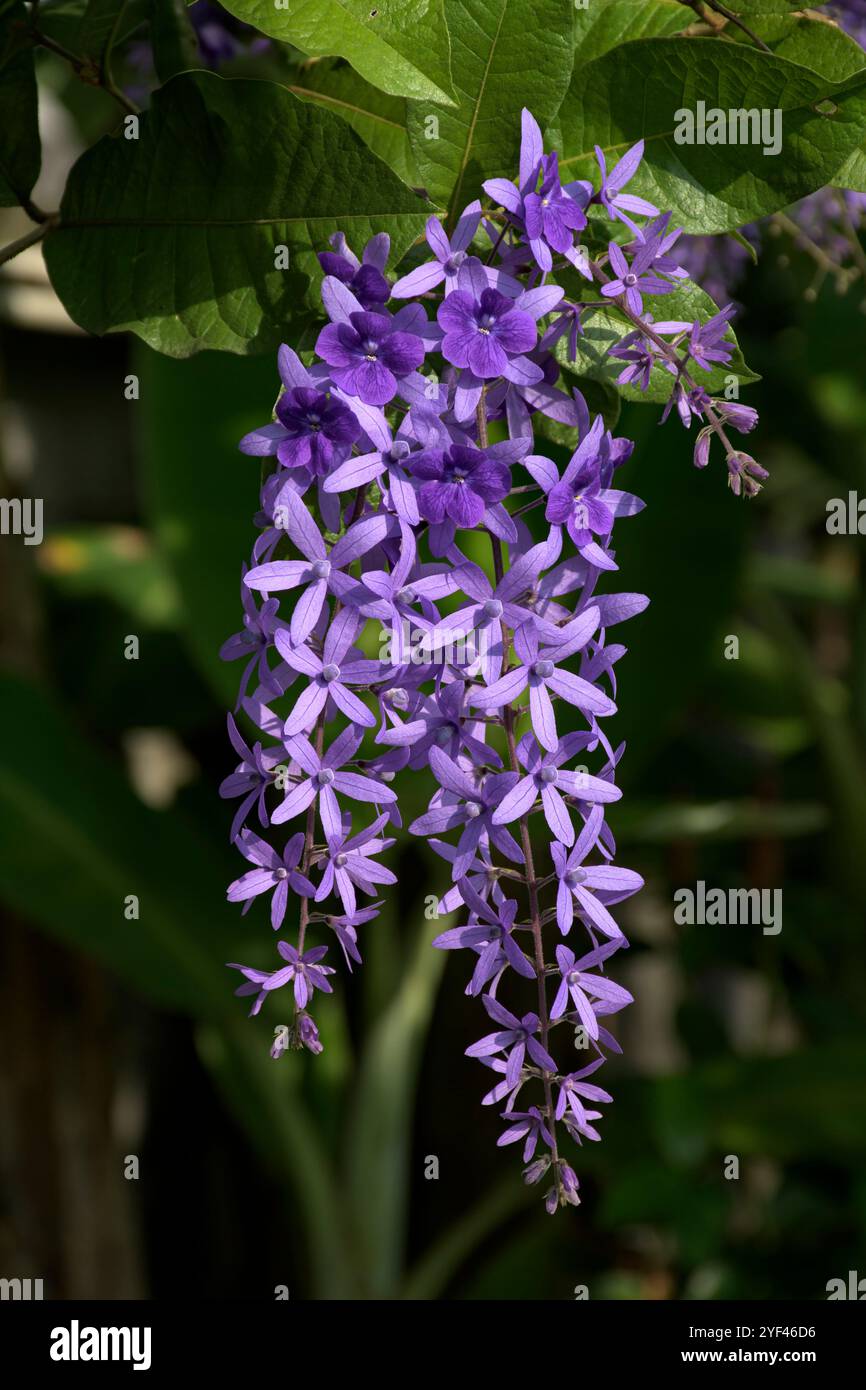 Petrea volubilis, comunemente nota come corona viola, corona della regina o vite di carta vetrata, è una vite sempreverde, originaria dell'America tropicale con V Foto Stock