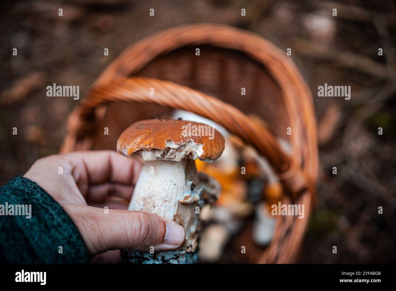 Una mano regge un grande fungo, ben visibile in primo piano. Sullo sfondo si può vedere un cesto pieno di funghi vari. TH Foto Stock