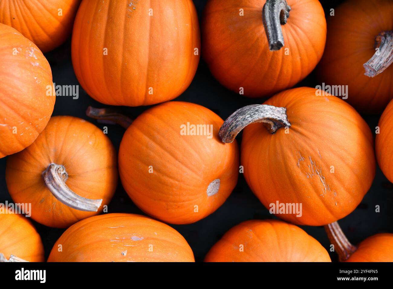 Vista dall'alto della zucca arancione "Baby Bear" in vendita al mercato Foto Stock