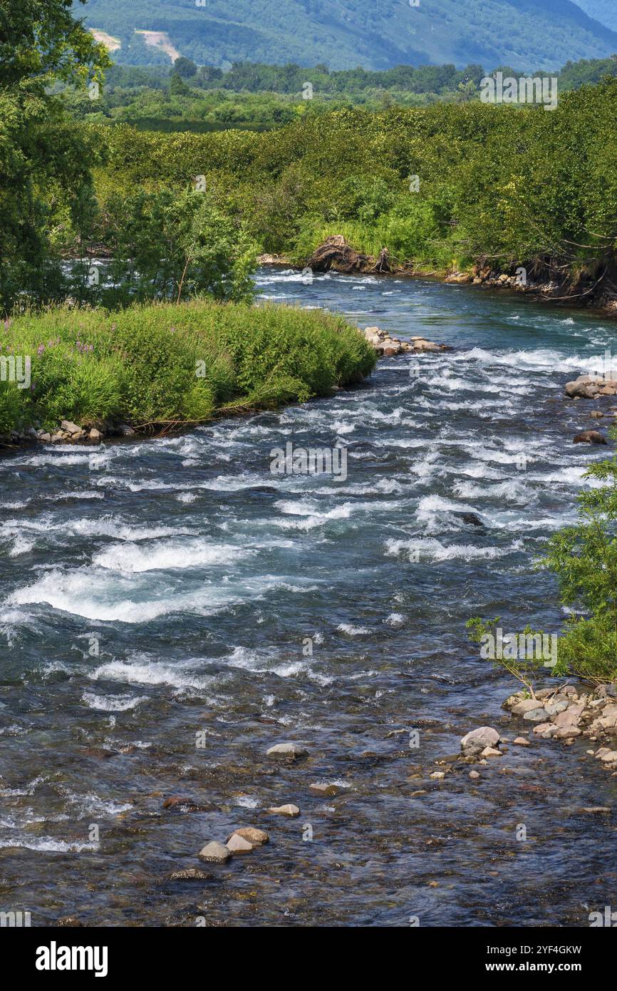 Splendido paesaggio, vista del ruscello delle acque cristalline del fiume di montagna e della foresta verde sulla riva del fiume. Paesaggio estivo natura selvaggia con il tempo soleggiato Foto Stock