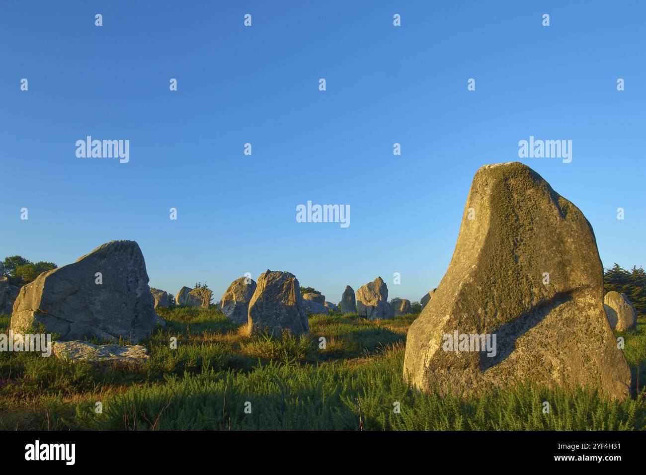 Menhir neolitici, pietre erette a Carnac con alba, Carnac, Quiberon, Morbihan, Bretagna, Francia, Europa Foto Stock