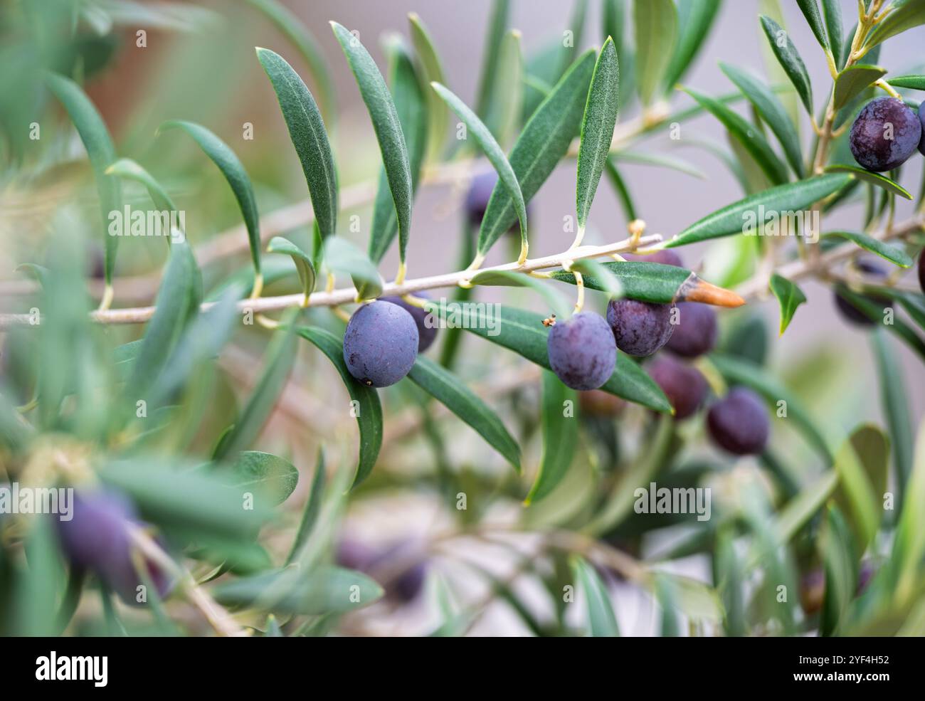 le olive crescono su un albero da vicino Foto Stock