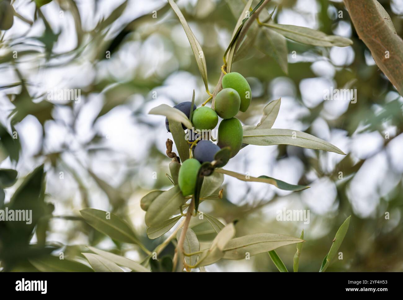 le olive crescono su un albero da vicino Foto Stock