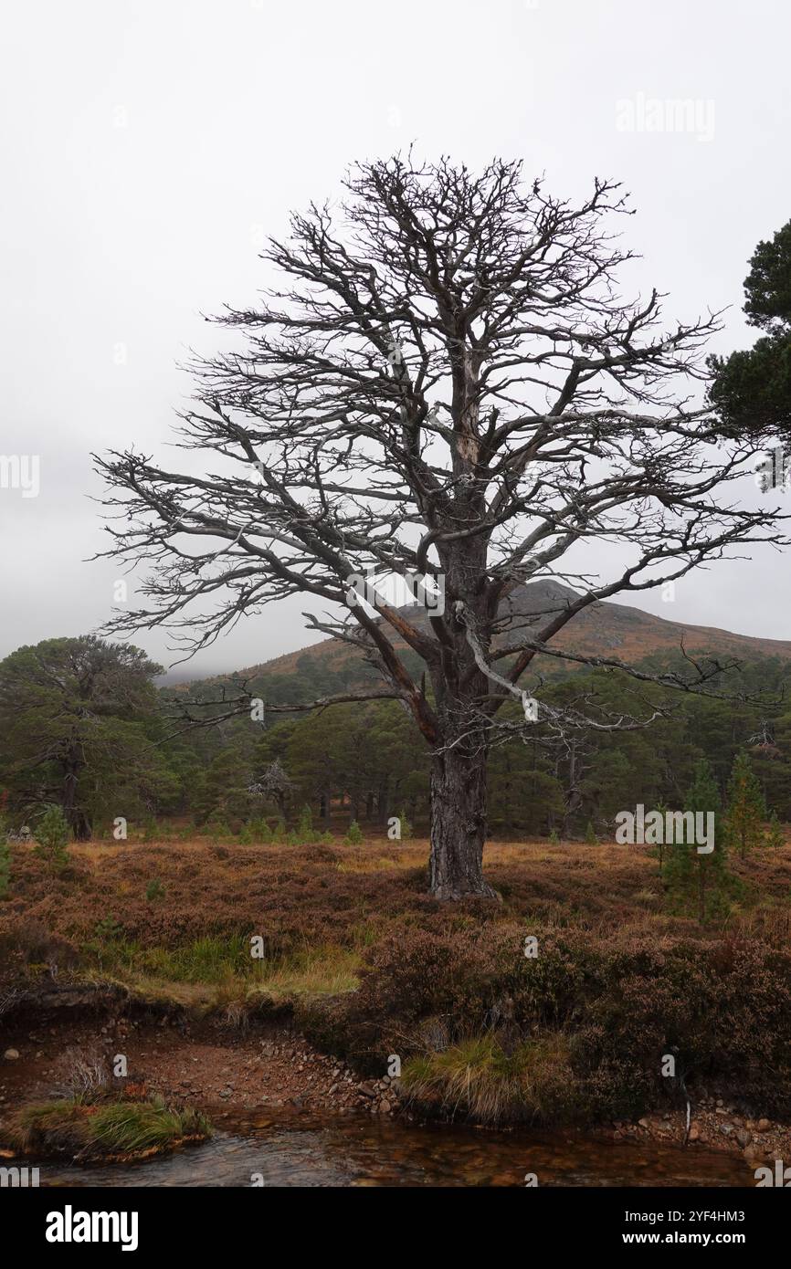 Pino morto scozzese, Pinus Sylvestri, un residuo di un'antica foresta caledoniana, vicino a Derry Lodge, Cairngorms, Highlands scozzesi. Foto Stock