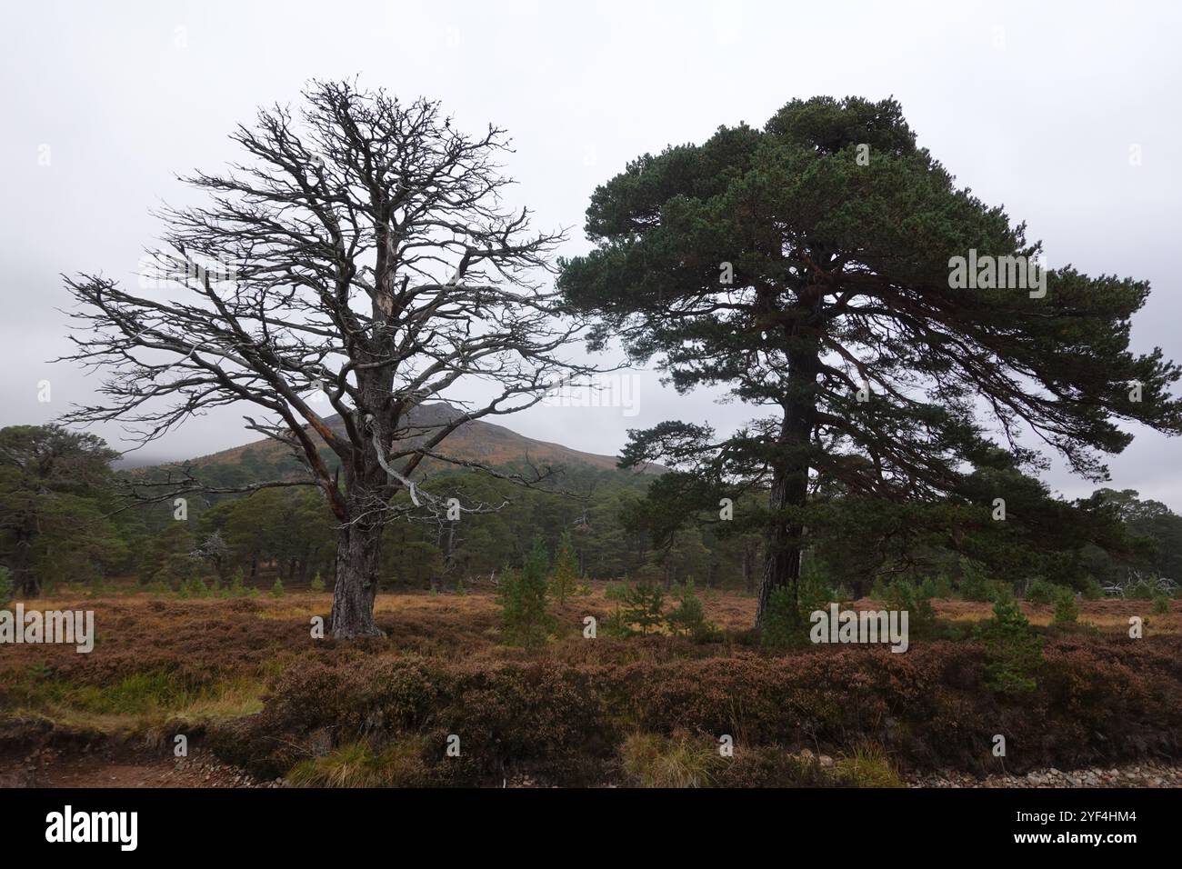 Morto e livingbScots Pine, Pinus Sylvestri, un residuo di un'antica foresta caledoniana, vicino a Derry Lodge, Cairngorms, Highlands scozzesi. REGNO UNITO Foto Stock