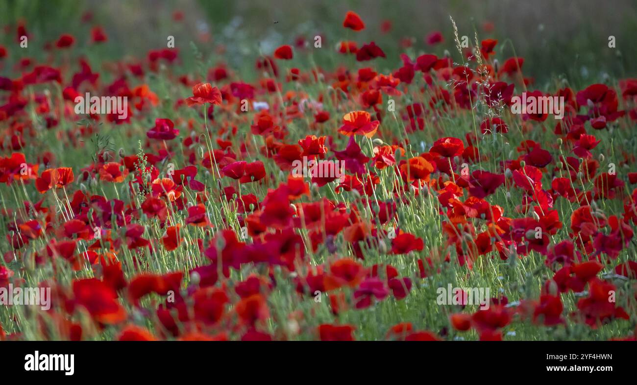 Papavero di mais (Papaver rhoeas), Muensterland, Renania settentrionale-Vestfalia, Germania, Europa Foto Stock