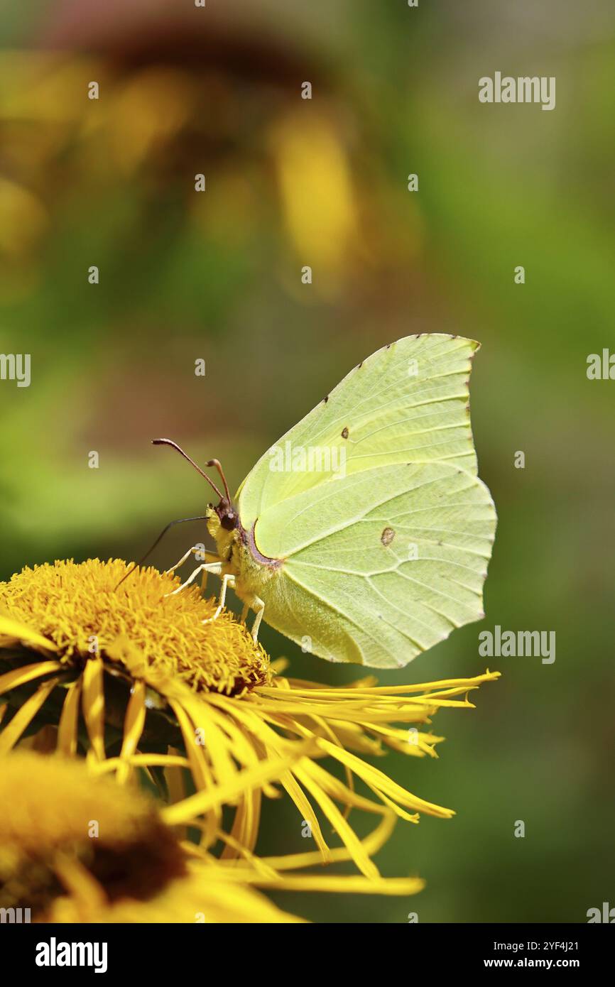 Farfalla di limone (Gonepteryx rhamny) su un fiore giallo di una grande Telekie (Telekia speciosa), Wilnsdorf, Renania settentrionale-Vestfalia, Germania, Europa Foto Stock