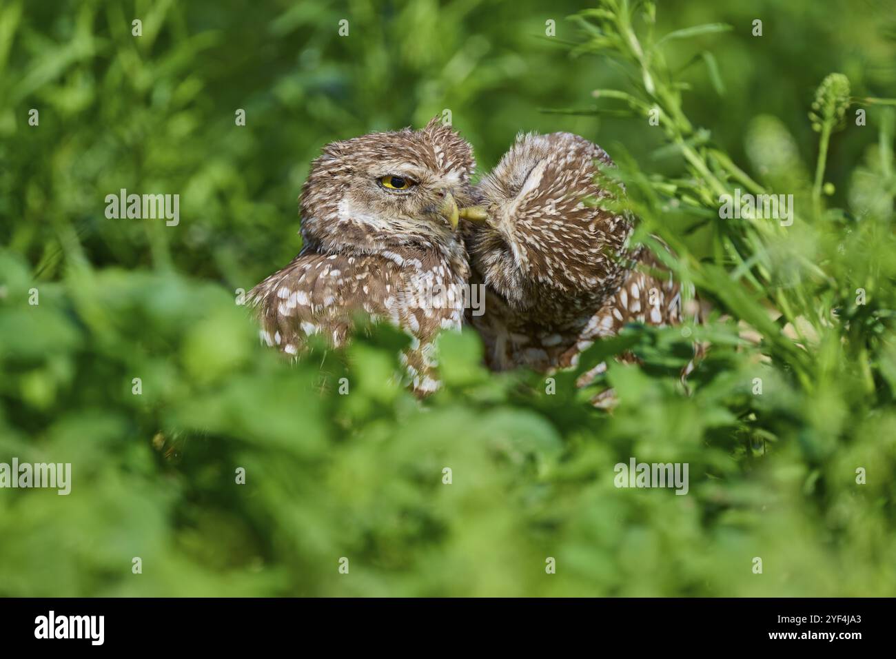 Due gufi scavatrici (Speotyto cunicularia) seduti insieme nel prato e coccolati, Pembroke Pines, Florida, Stati Uniti, Nord America Foto Stock