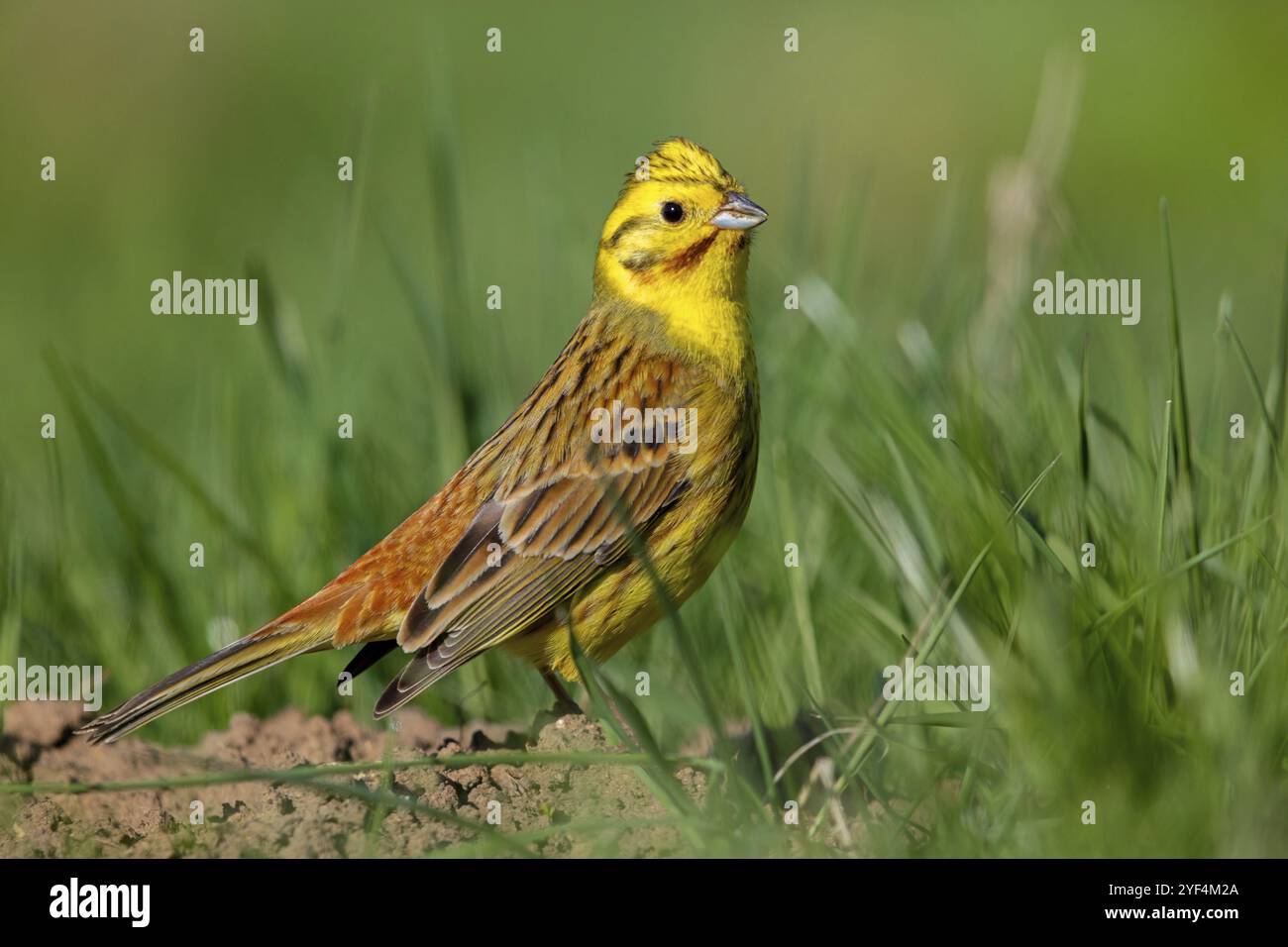 Yellowhammer (Emberiza citrinella), persico, albero, ramoscello, songbird, famiglia Bunting, valle di Nahe, Renania-Palatinato, Repubblica federale di Germania Foto Stock