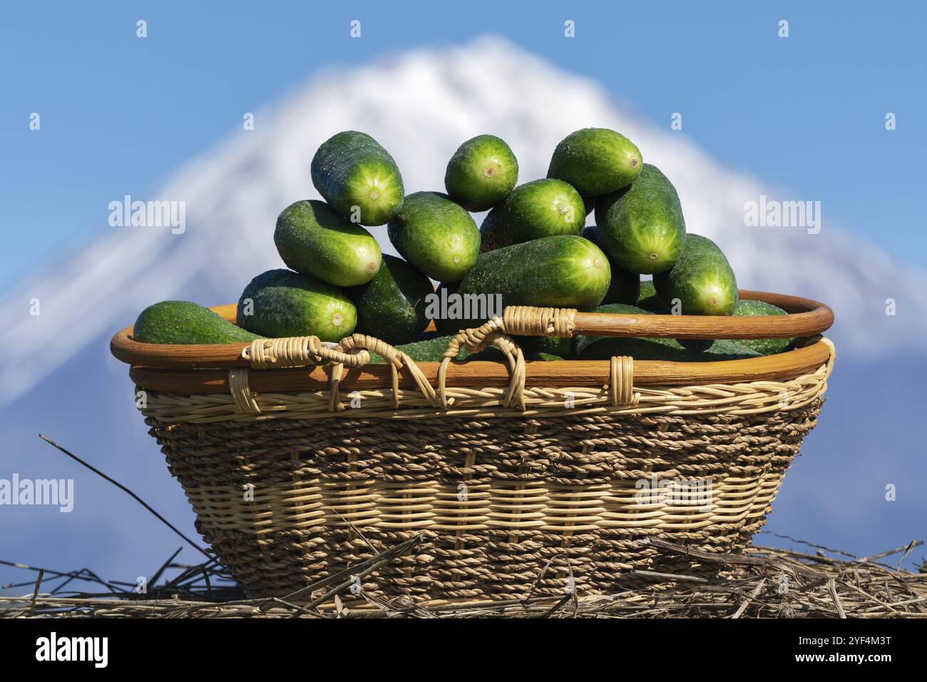 Cesto in Vimini con appena raccolte cetrioli organico sullo sfondo del cono del vulcano e cielo blu. Estate di fresco e sano verdure eco su macchine per l'agricol Foto Stock