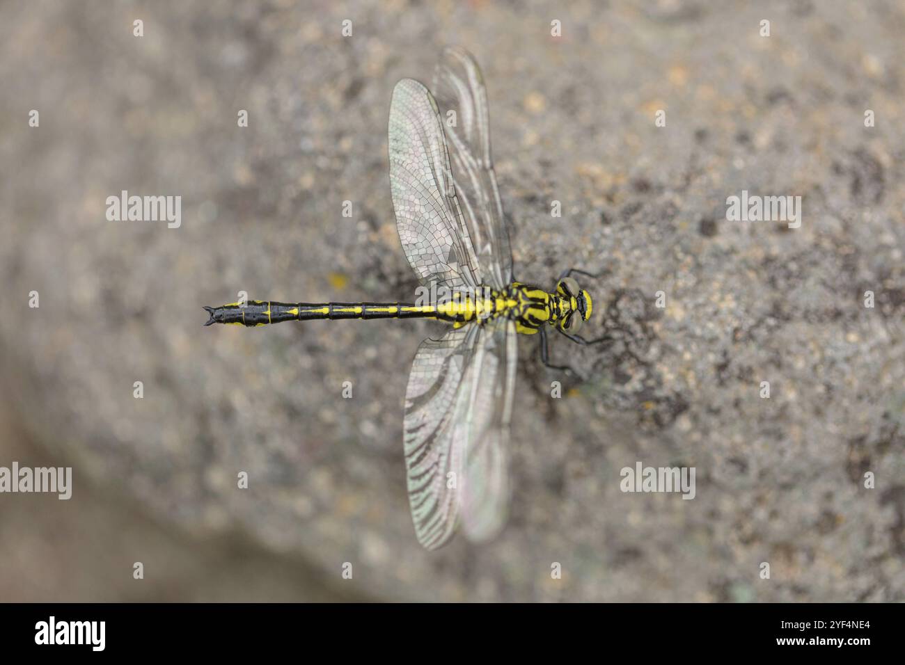 Common Club-TAIL (Gomphus vulgatissimu), damigella, damigella, libellula, insetto, Lesbo, Isola di Lesbo, Grecia, Europa Foto Stock