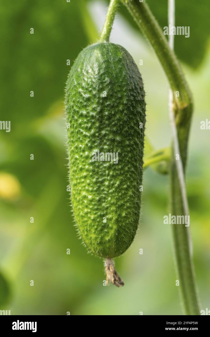 Un maturo cetriolo organico si blocca sul ramo in serra in azienda agricola prima del raccolto. Concetto: il vegetarianismo, coltivazione di ortaggi biologici, eco Foto Stock