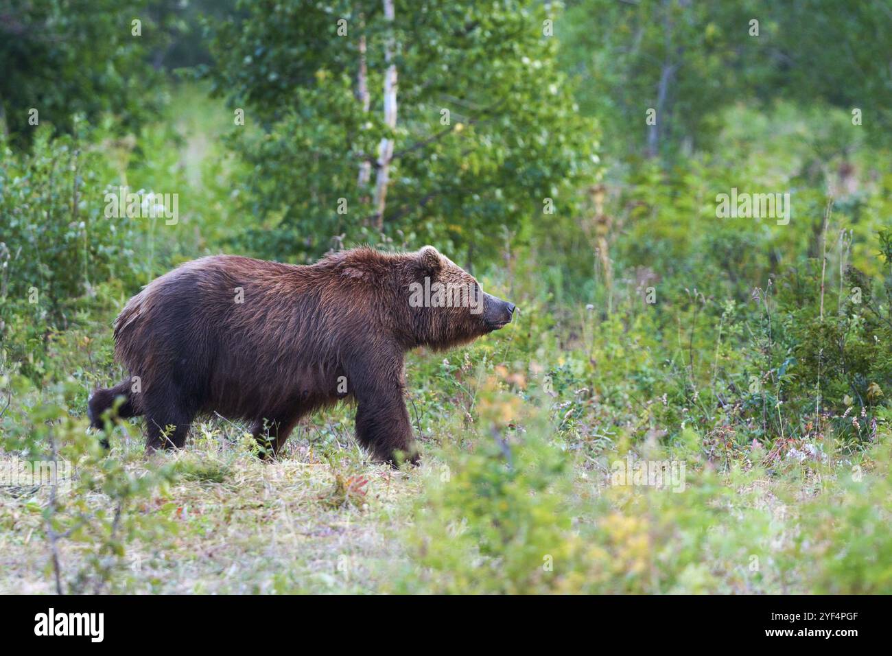 Kamchatka orso bruno Ursus arctos piscator in habitat naturale, camminando nei boschi estivi. Penisola di Kamchatka, destinazioni di viaggio per osservare la natura selvaggia Foto Stock