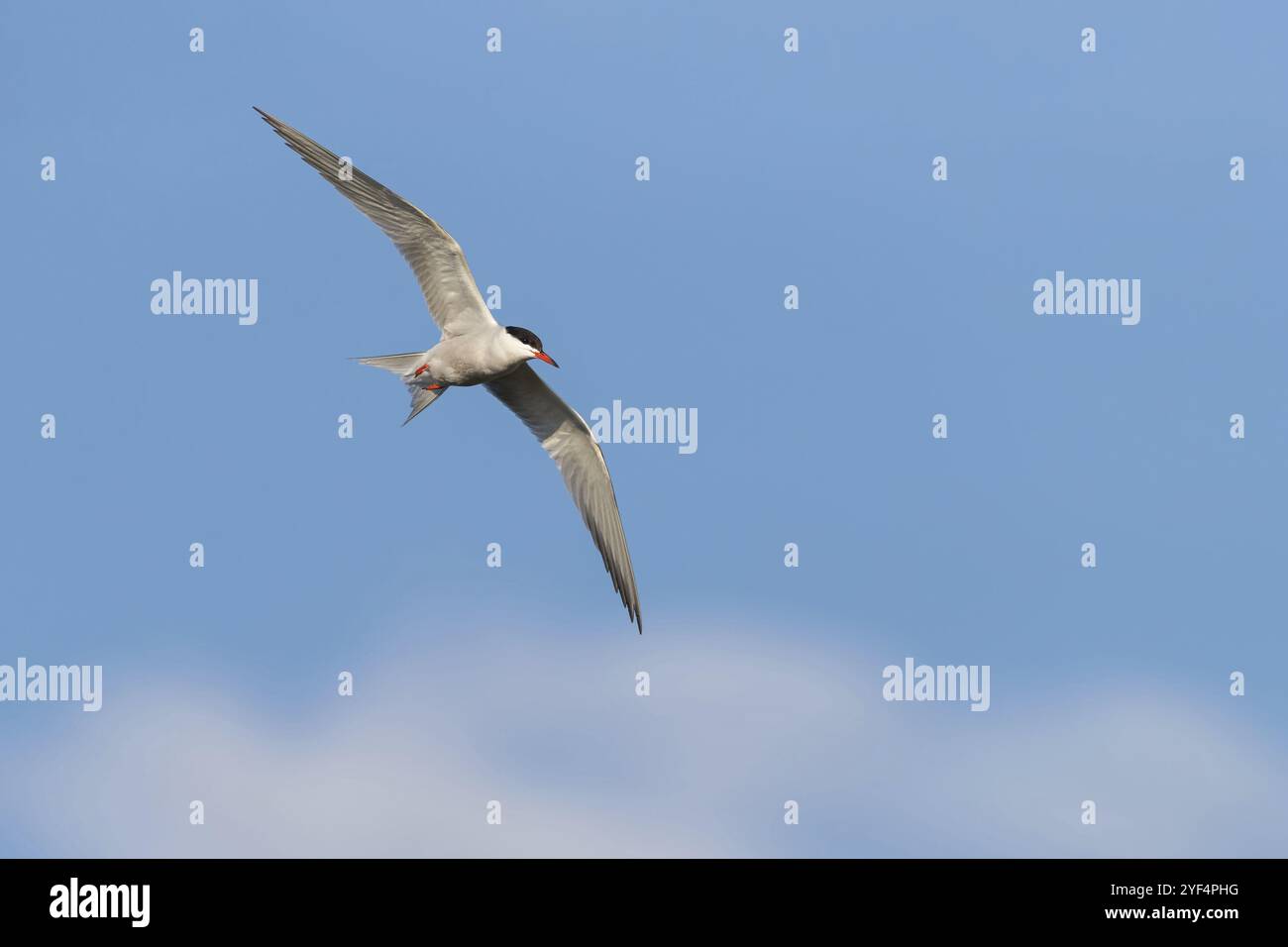 Tern comune, Tern comune, Tern comune (Sterna hirundo), famiglia di Sterne, biotopo, foraggiamento, registrazione dei voli, Lesbo, Isola di Lesbo, Grecia, Europa Foto Stock