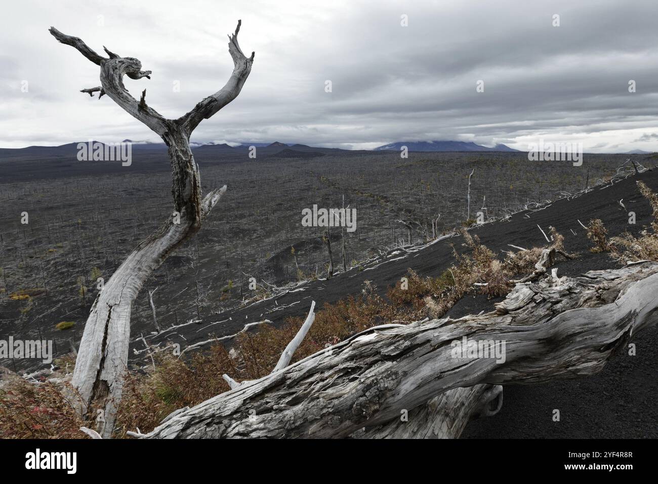 Paesaggio vulcanico sulla penisola di Kamchatka: Foresta morta (Bosco morto), conseguenza di disastri naturali, eruzioni catastrofiche Plosky Foto Stock