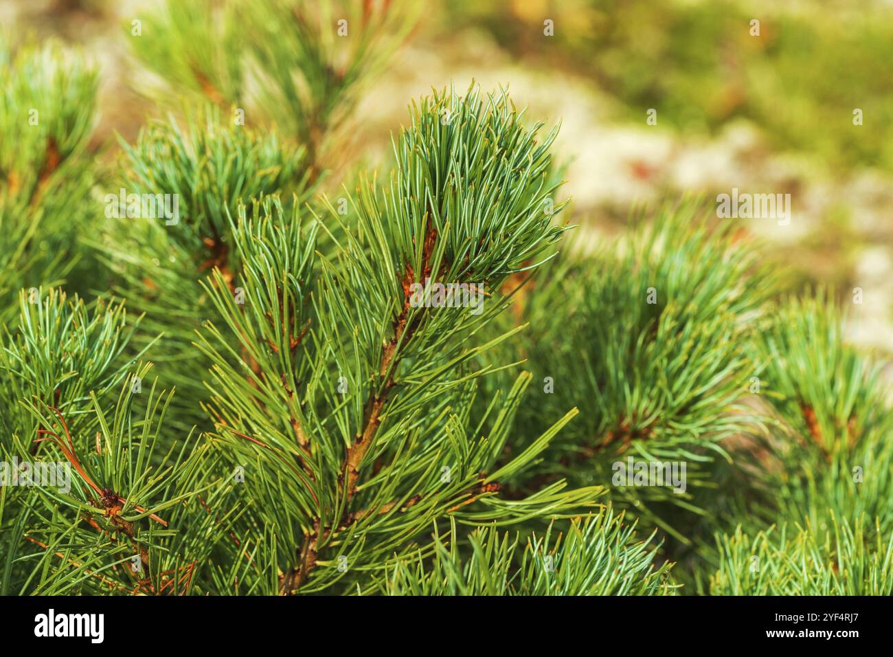 Aghi di arbusto di pietra arbusto pino Pinus pumila. Vista ravvicinata dello sfondo floreale naturale. Pianta medicinale naturale utilizzata in medica tradizionale e folcloristica Foto Stock