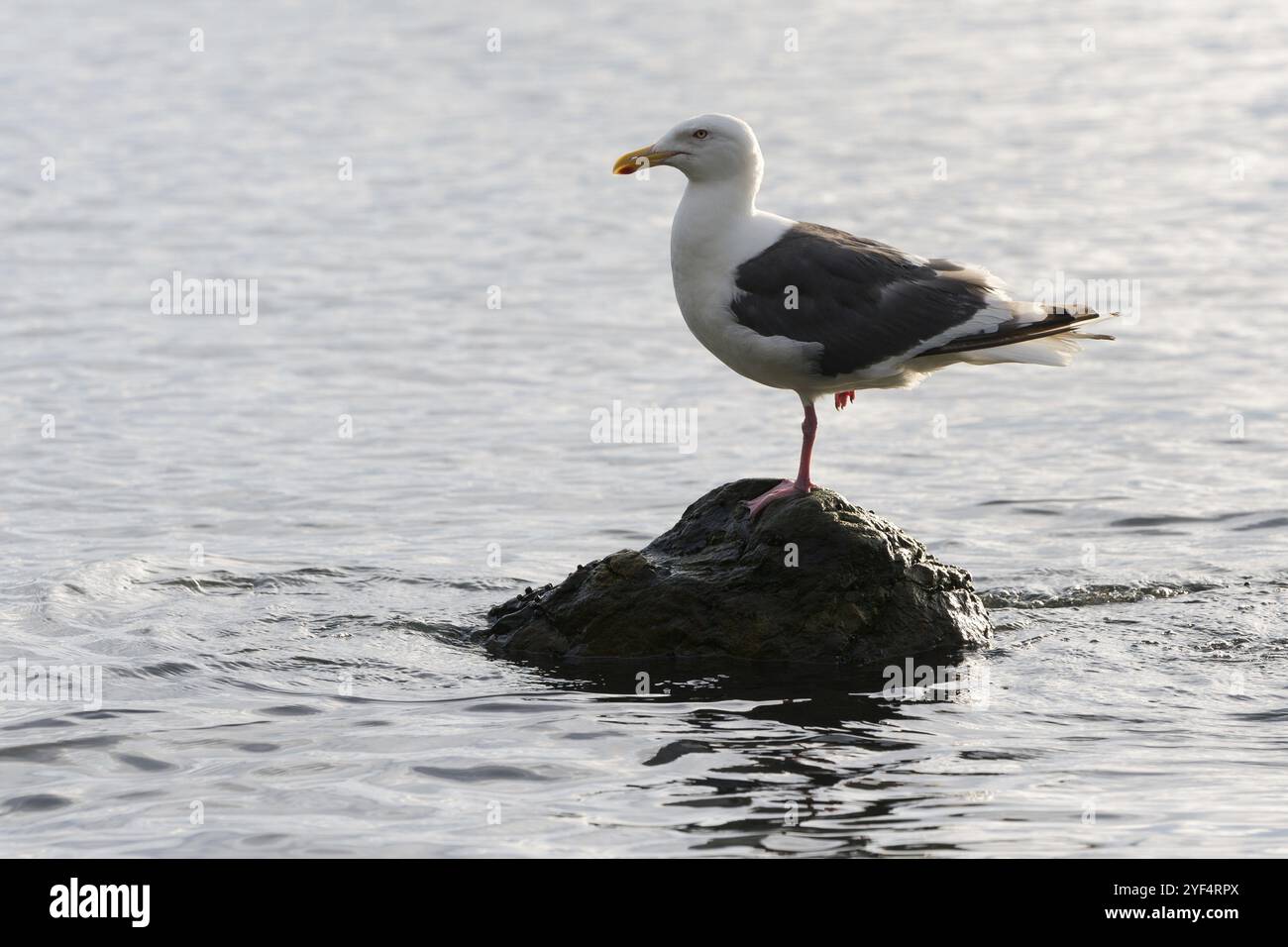 Uccello di gabbiano del Pacifico in piedi su un piede di pietra circondato dall'acqua e dalle onde dell'Oceano Pacifico. Costa del Pacifico della penisola di Kamchatka. R Foto Stock