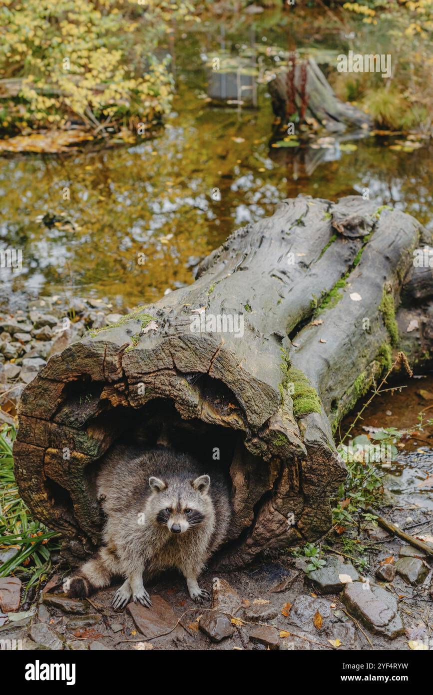 Gorgeous raccoon cute peeks da una cavità nella corteccia di un grande albero. Raccoon (Procyon Lotor) noto anche come North American Raccoon seduto nascosto i Foto Stock