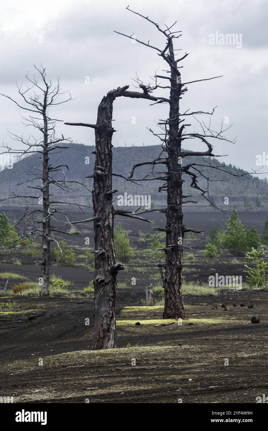 Paesaggio vulcanico della Kamchatka: Alberi bruciati (larice) su scorie vulcaniche e cenere nel Dead Wood (Foresta morta), conseguenza di un disastro naturale, catastrofico Foto Stock