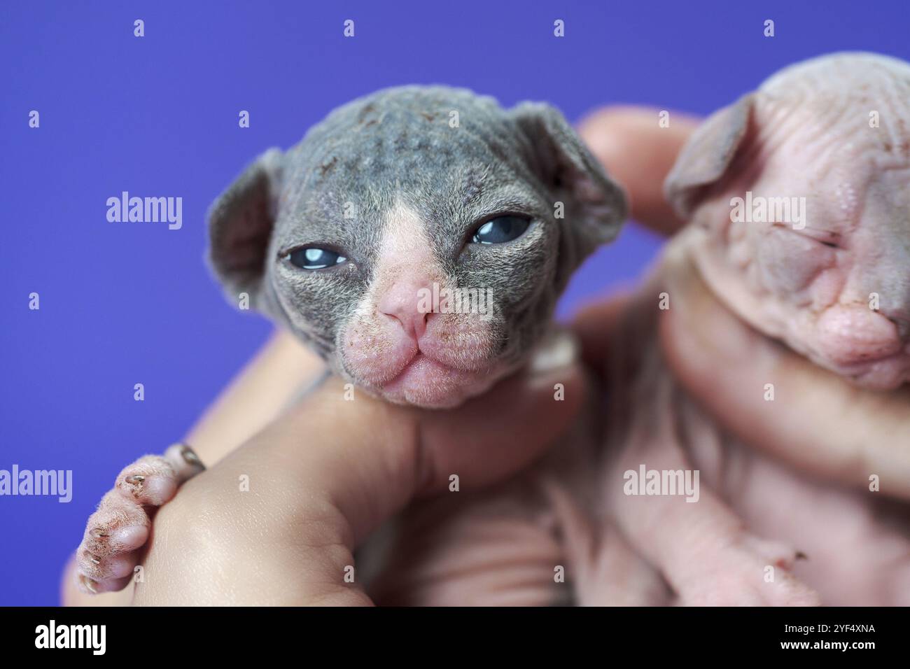 Gattini neonati purosangue in mano da donna su sfondo blu. Bel gattino di colore bianco e nero che guarda la fotocamera, il gatto sphynx di colore blu e bianco Foto Stock