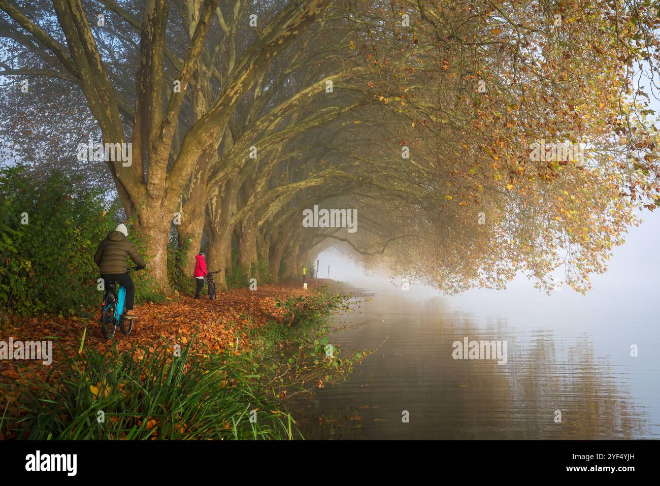 Essen, Renania settentrionale-Vestfalia, Germania - Autunno dorato sul lago Baldeney. I ciclisti e gli amanti del jogging al mattino nebulizzano il sentiero sul lago sotto l'aereo tre Foto Stock