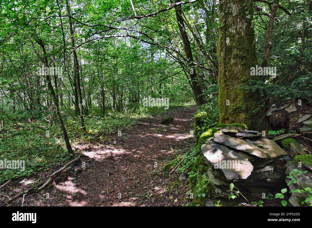 Un tranquillo sentiero nella foresta circondato da lussureggianti alberi verdi e fogliame. Il terreno è ricoperto di sporcizia e piccole pietre che conducono ai fitti boschi. Sunli Foto Stock