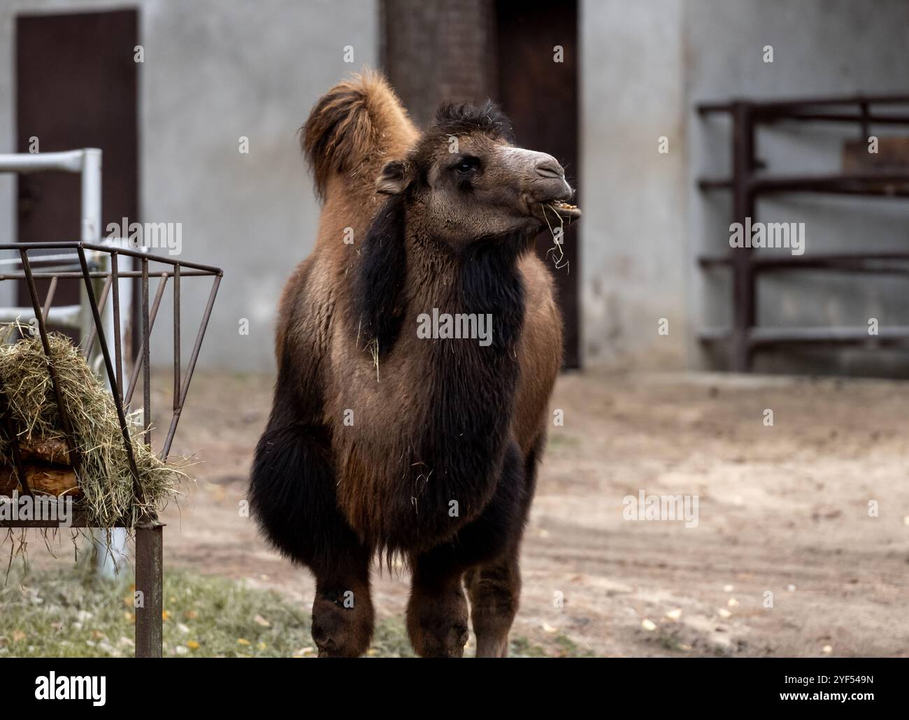 I cammelli battriani nella fattoria mostrano la bellezza unica con le loro due Humps Foto Stock