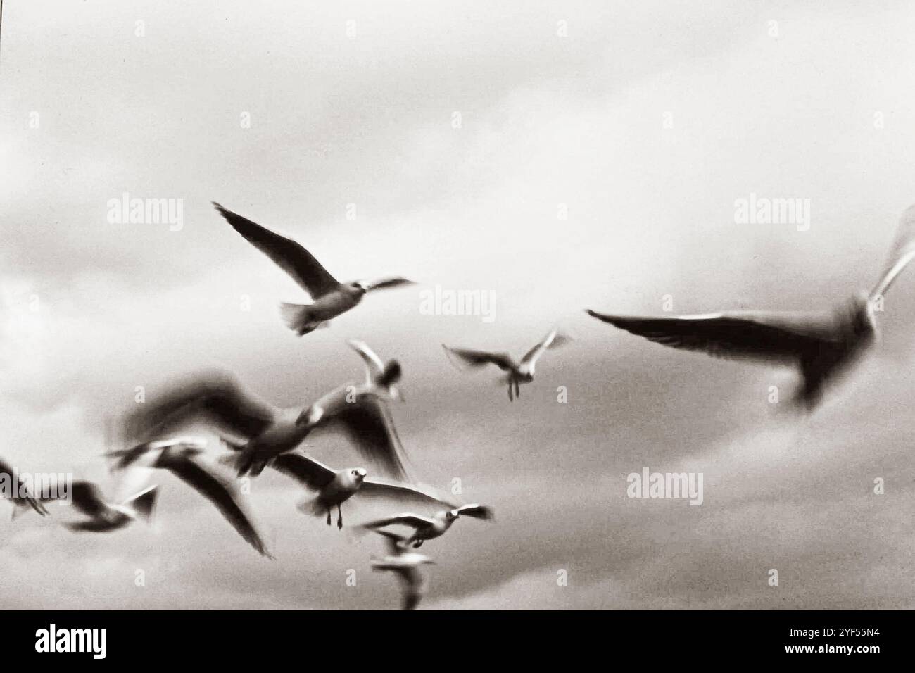 Foto artistica di gabbiani volanti fotografati monocromatici in stile seppia analogico Foto Stock