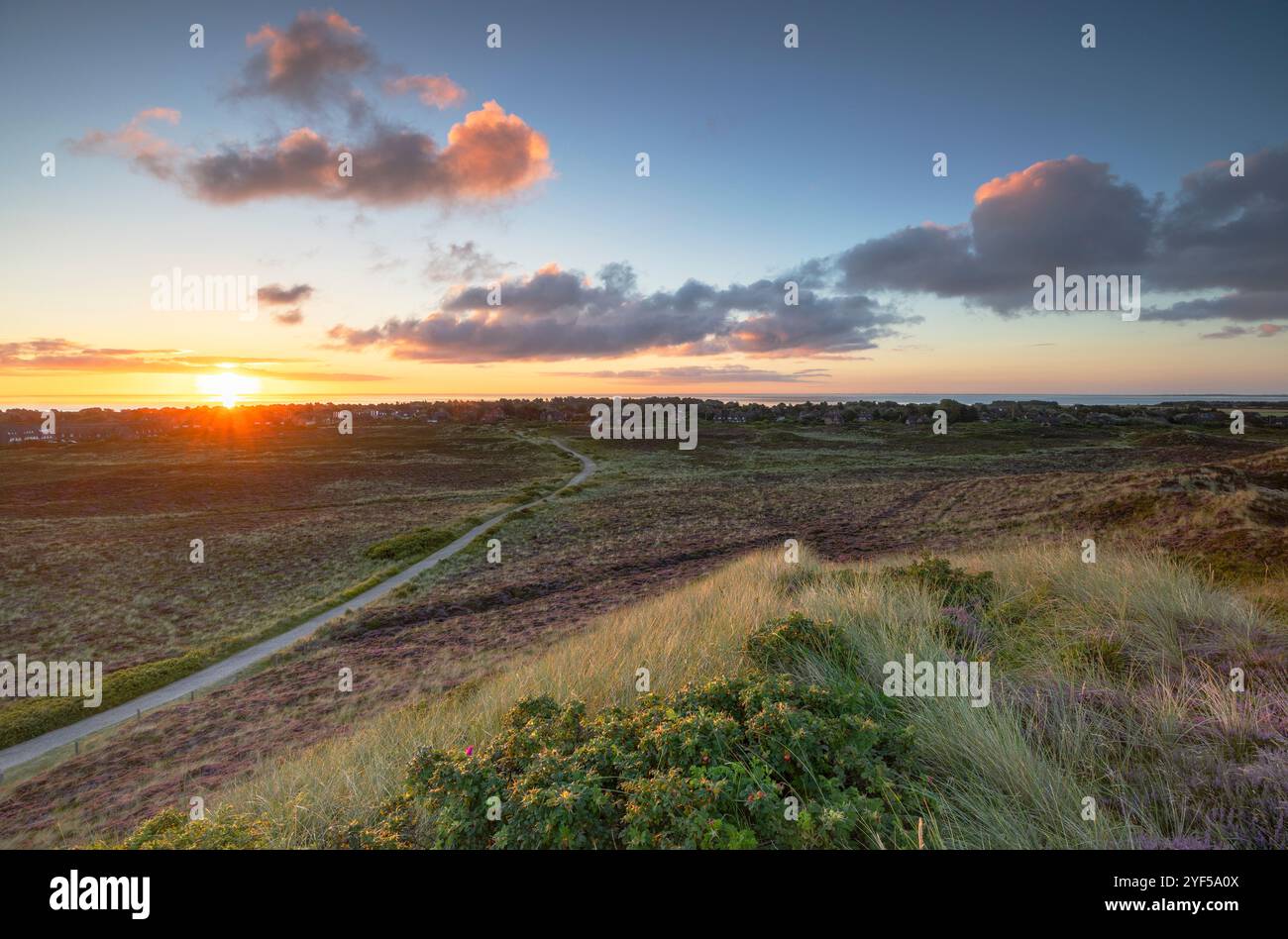 Dune di sabbia e di Erica all'alba, Kampen, Sylt, Schleswig Holstein, Germania Foto Stock