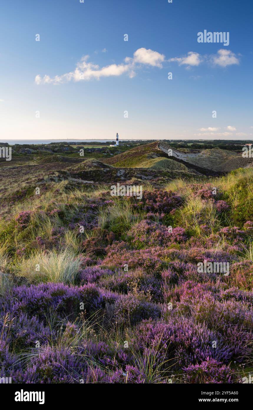 Heather, dune di sabbia e faro Langer Christian, Kampen, Sylt, Schleswig Holstein, Germania Foto Stock