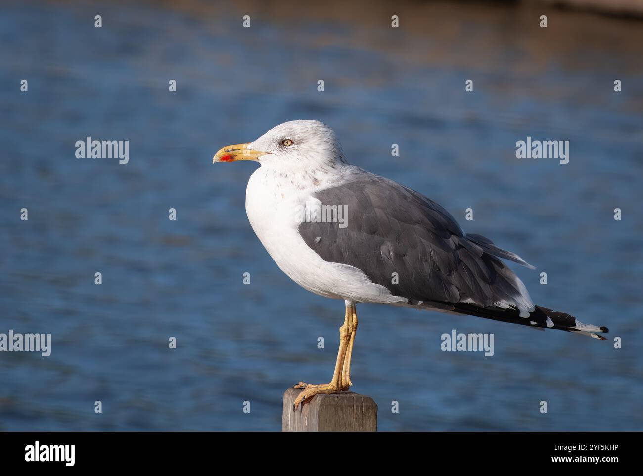 Gabbiano alato scuro. Il gabbiano è arroccato su una recinzione in un lago vicino al mare. Il nome scientifico e' Larus fuscus. Foto Stock