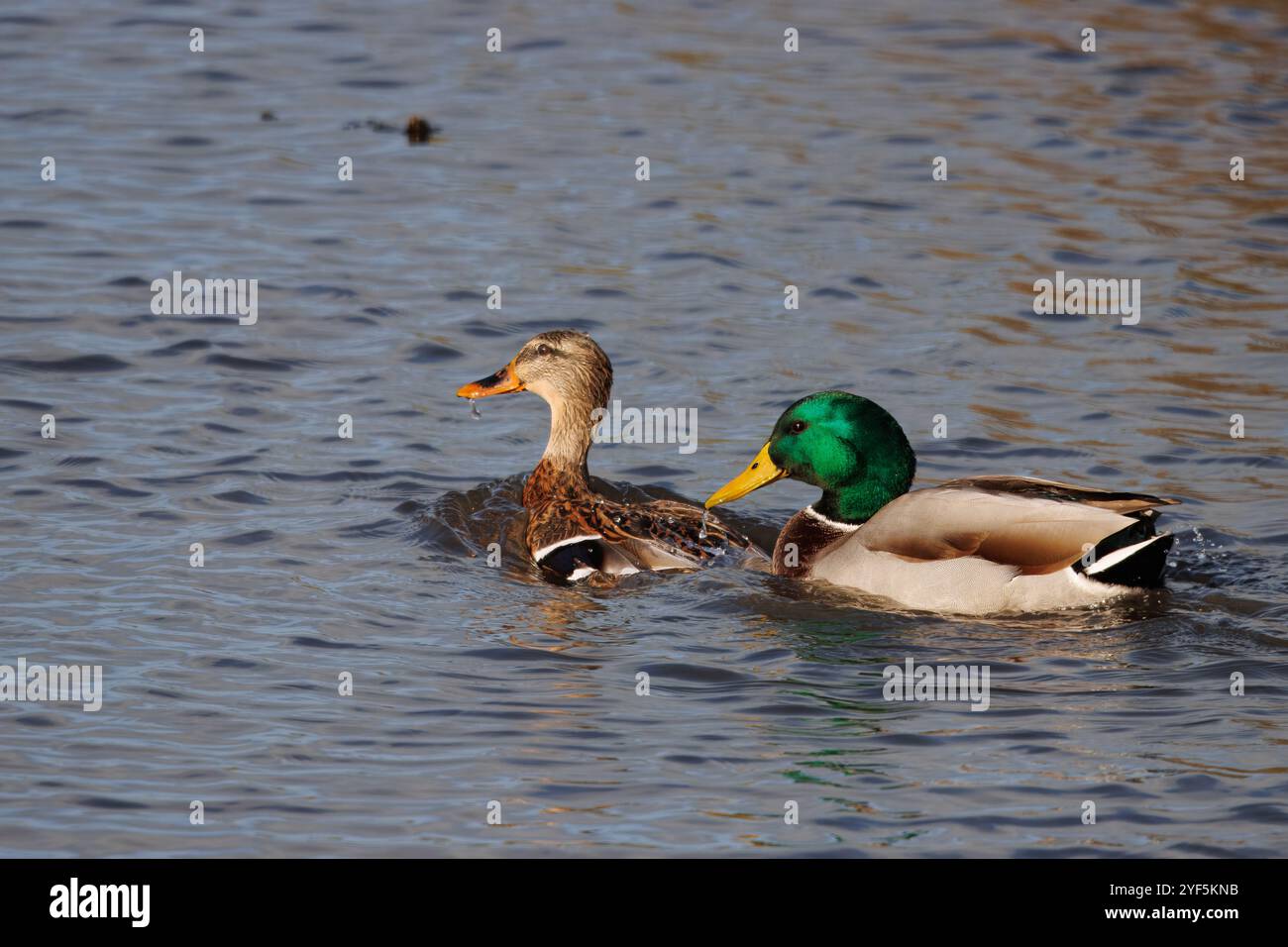 La coppia di anatre Mallard nuota insieme nel fiume, nome scientifico Anas platyrhynchos Foto Stock