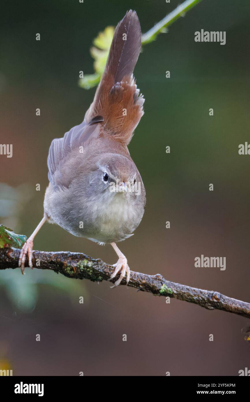 Angry nightingale, nome scientifico Cettia cetti Foto Stock