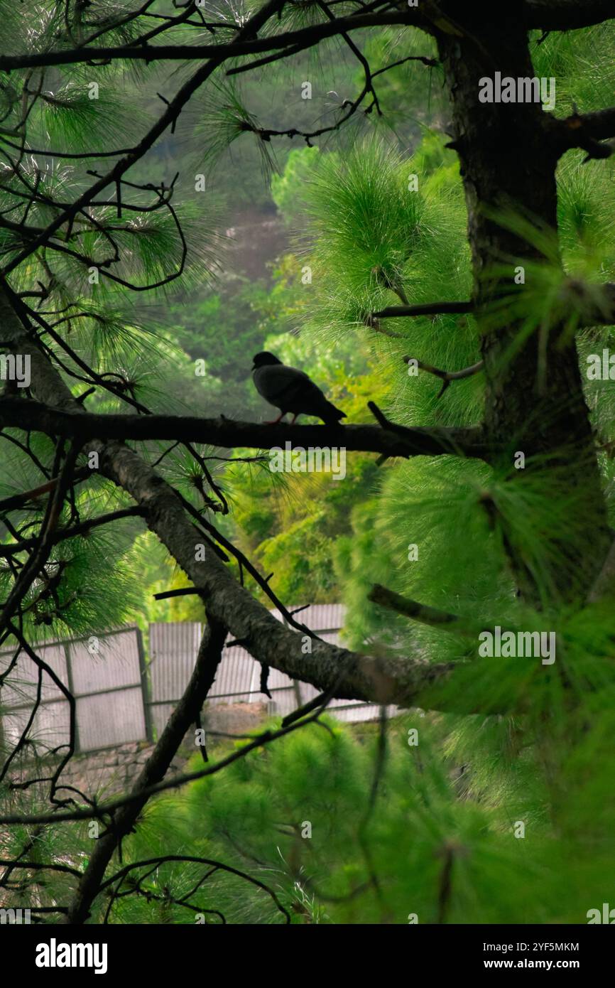 Pigeon in pace Foto Stock