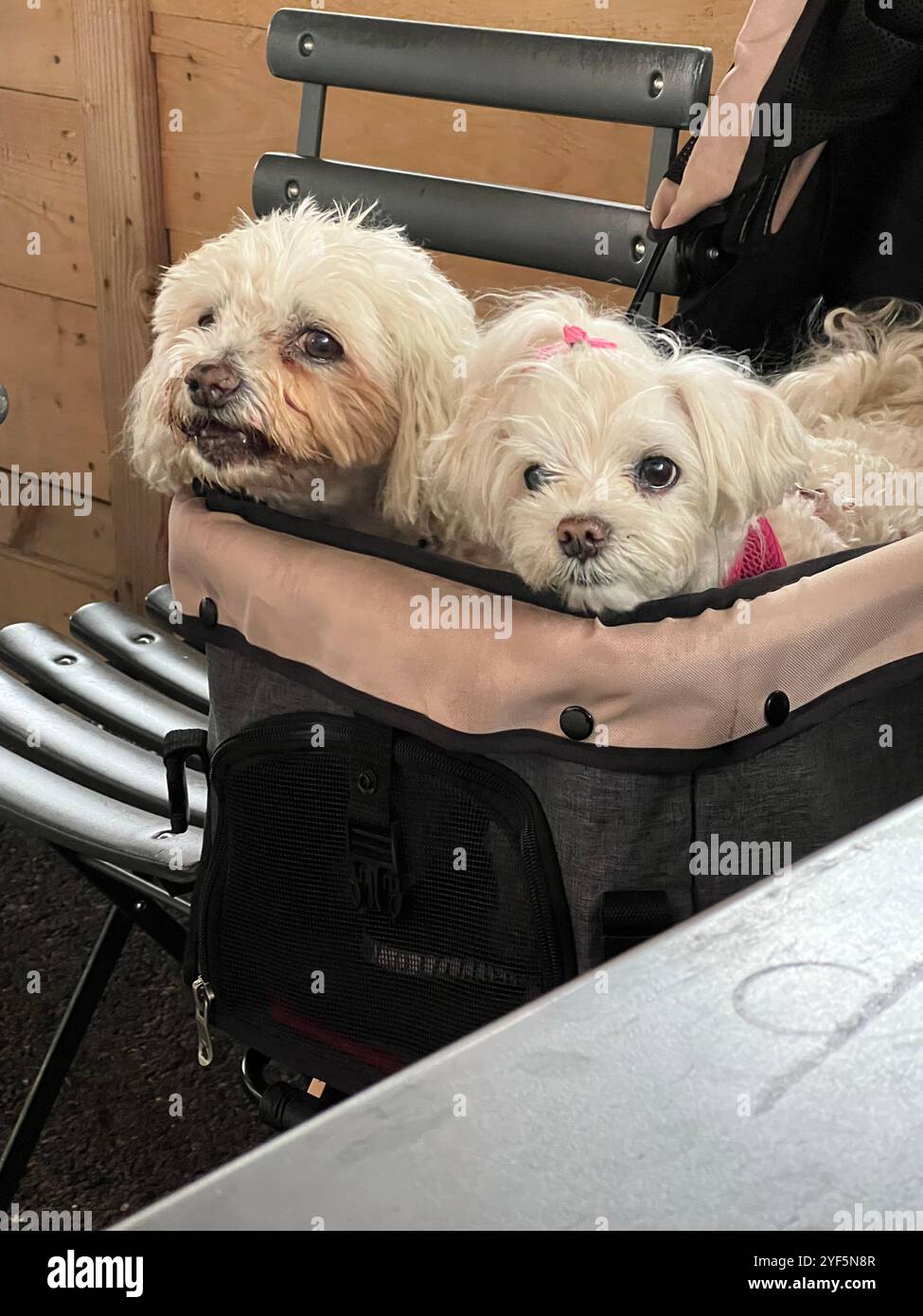 Christo & Sukki Maltese Terrier: Williamsburg Foto Stock