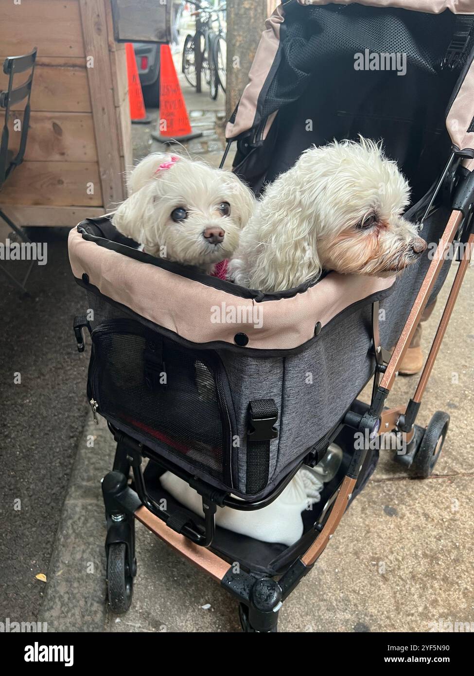 Christo & Sukki Maltese Terrier: Williamsburg Foto Stock