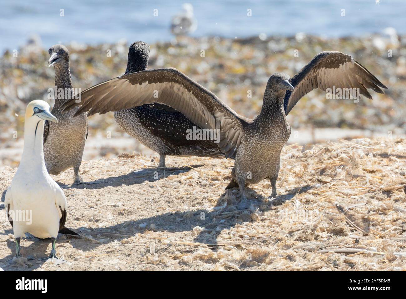 Pulcino di Capo Gannet (Morus capensis) che flesse le ali per rafforzarle nella colonia riproduttiva di Bird Island, Lamberts Bay, West Coast, Sud Africa, Foto Stock