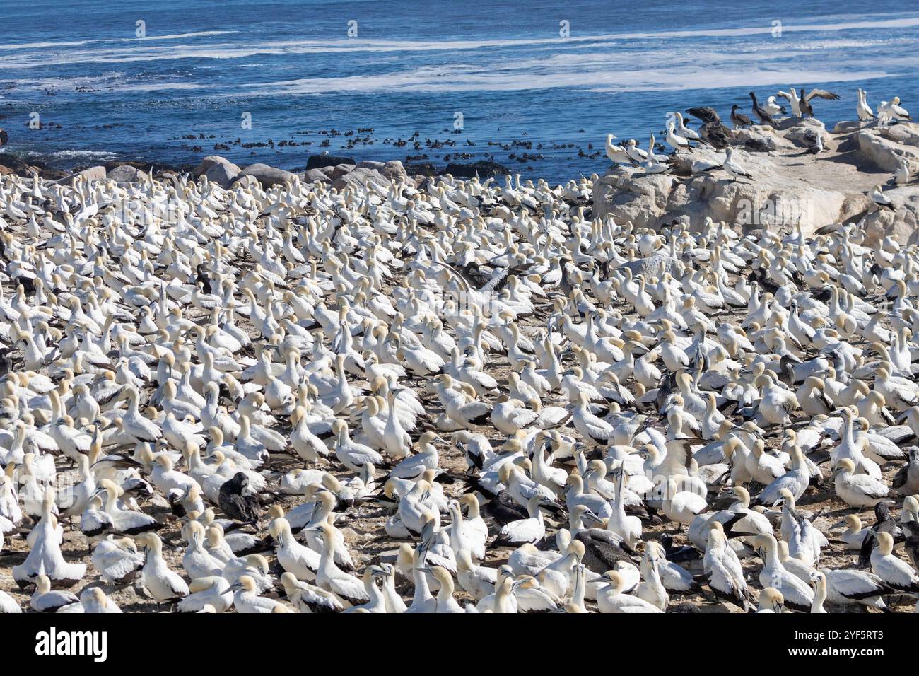 Cape Gannet (Morus capensis), colonia di riproduzione su Bird Island, Lamberts Bay, West Coast, Sud Africa, sono in pericolo a livello globale a causa della diminuzione del po Foto Stock