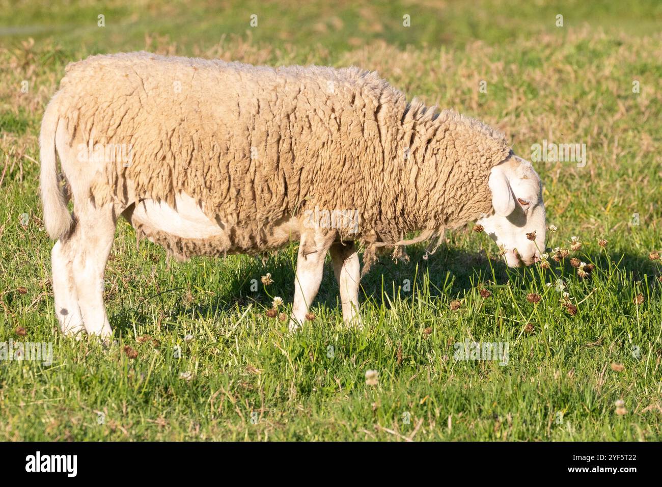 Unshorn Dormer ewe, pecora con pascolare in pile di lana spessa in un pascolo agricolo in primavera Foto Stock