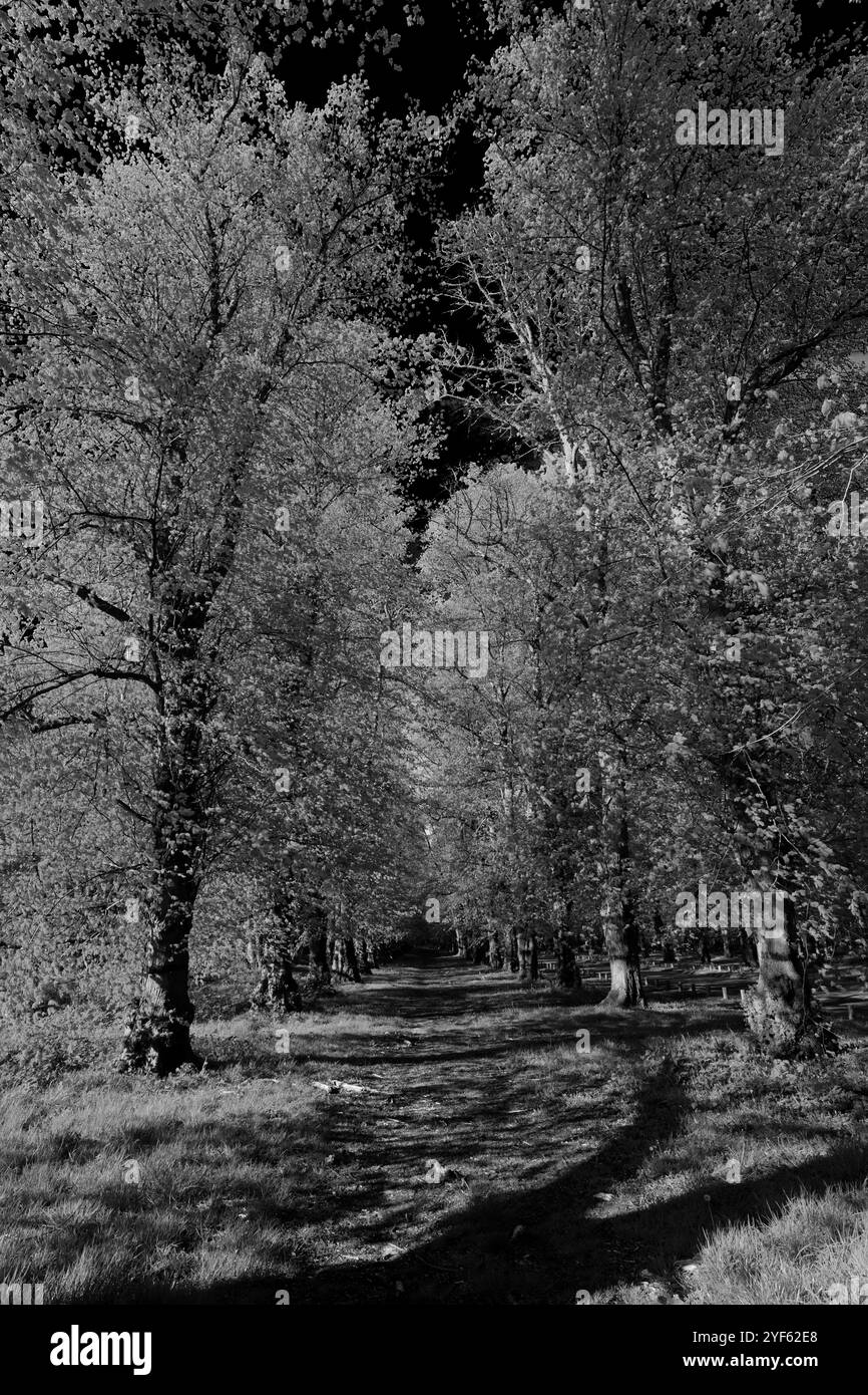 Vista di primavera lungo la Common Lime Tree Avenue e i fiori Bluebell a Clumber Park, Nottinghamshire, Inghilterra, Regno Unito Foto Stock