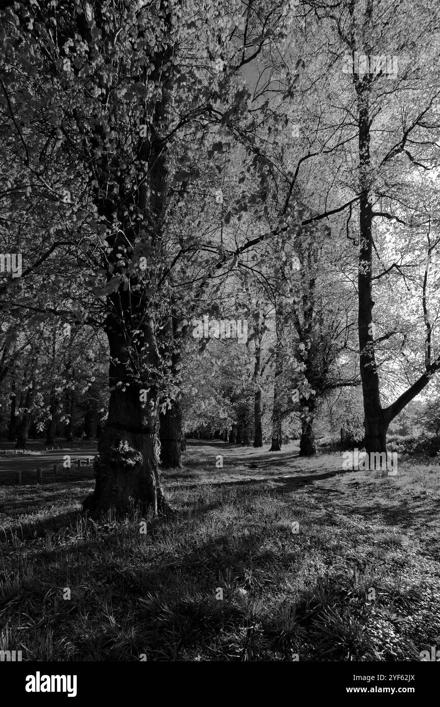 Vista di primavera lungo la Common Lime Tree Avenue e i fiori Bluebell a Clumber Park, Nottinghamshire, Inghilterra, Regno Unito Foto Stock