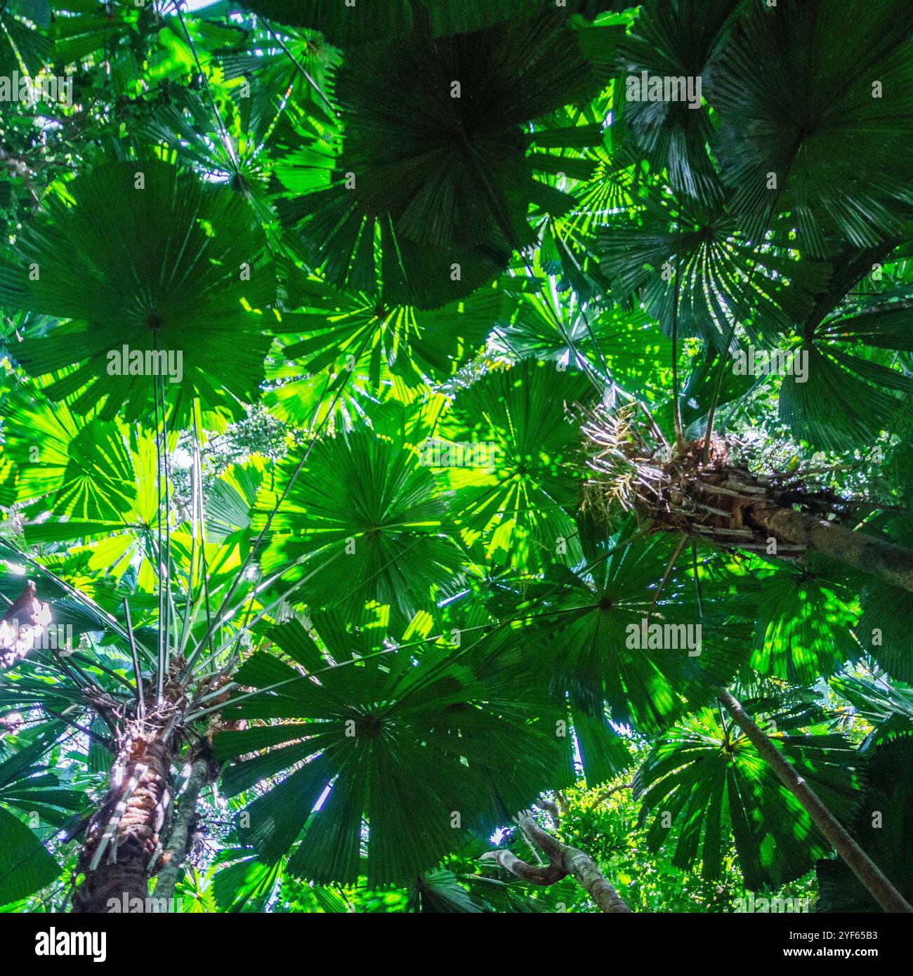 Foresta pluviale tropicale nel Daintree River National Park nel Queensland, Australia. Foto Stock