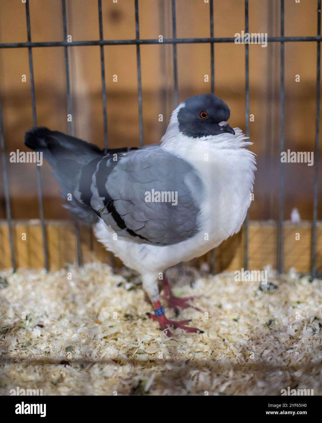 Piccione di Modena tedesco (Deutscher Modeneser) su una mostra di animali Foto Stock