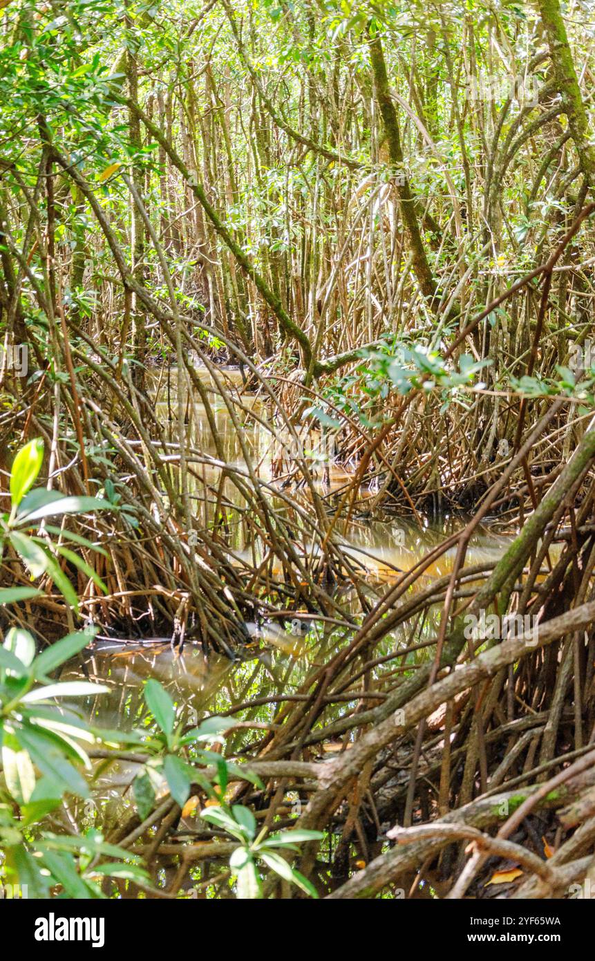 Foresta pluviale tropicale nel Daintree River National Park nel Queensland, Australia. Foto Stock
