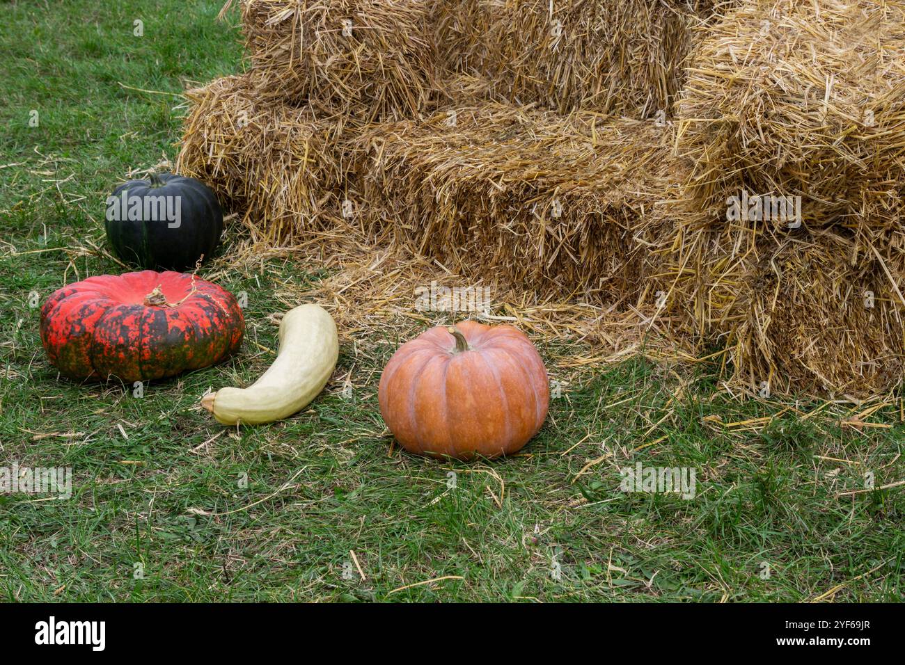 Fieno su un prato verde. Le zucche giacciono sull'erba. Foto Stock