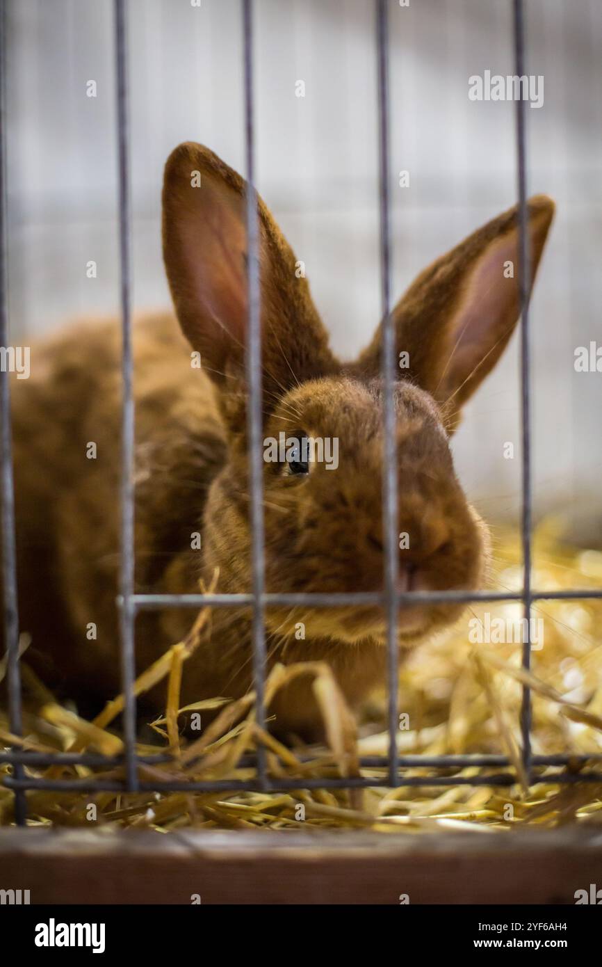 Coniglio rosso neozelandese su una mostra di animali Foto Stock