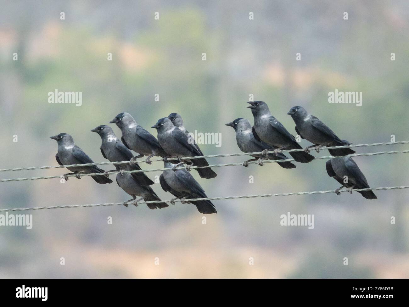 Gregge di Jackdaws arroccato sulle linee elettriche, Agia Varvara, Cipro Foto Stock