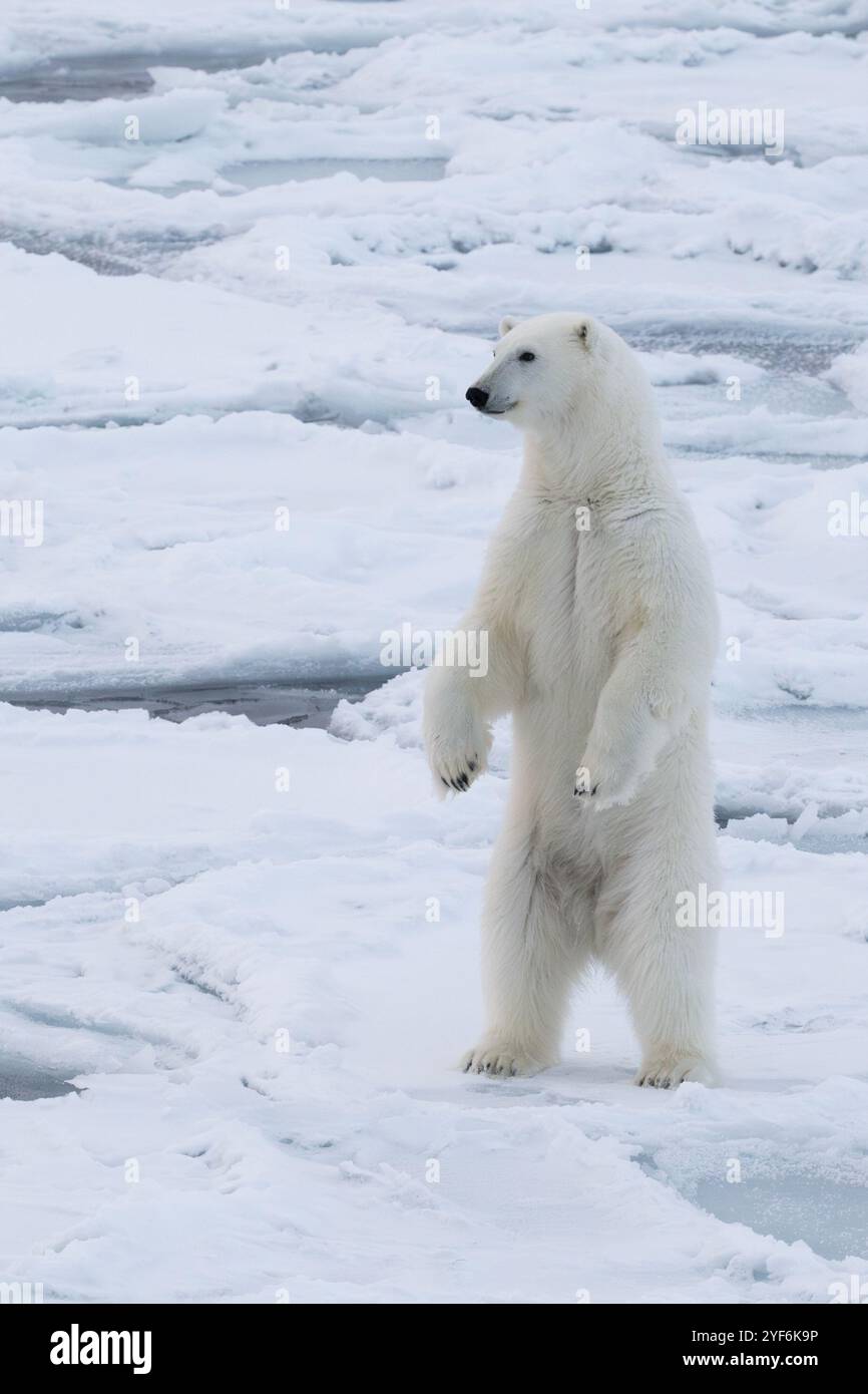 Oceano Artico, Svalbard, Norvegia. Grasso, sano orso polare femmina in piedi sul ghiaccio per pancake. Foto Stock
