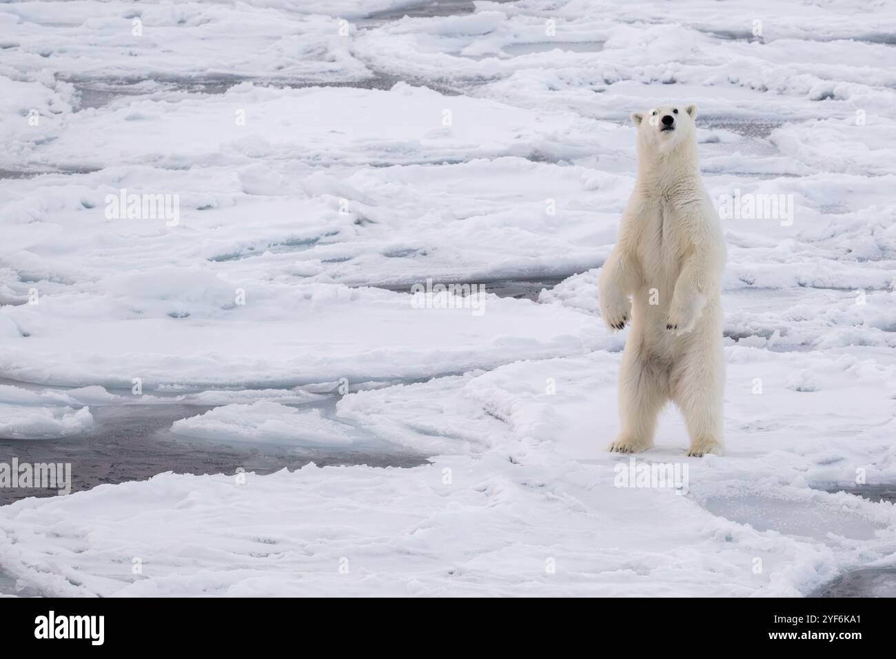Oceano Artico, Svalbard, Norvegia. Grasso, sano orso polare femmina in piedi sul ghiaccio per pancake. Foto Stock